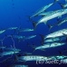 barracuda_blackfin_jr_h_0705_png0308.jpg